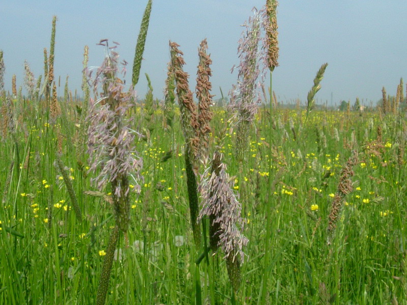 Erba di campo